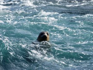 seal