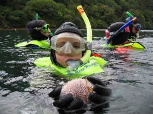 snorkelling in lough hyne
