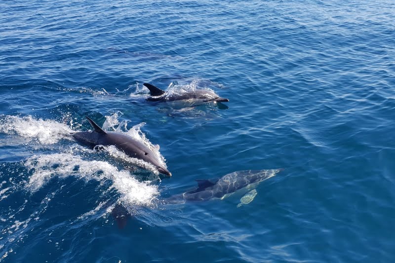 pod of dolphins