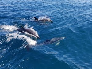 common dolphins