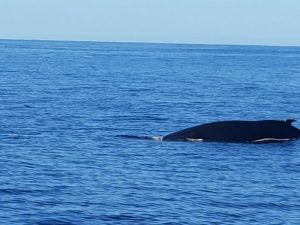 fin whale