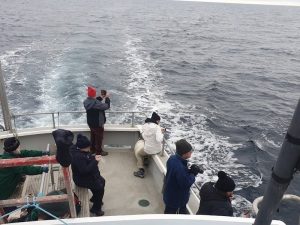 whale watching tour