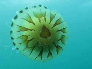 compass jelly fish