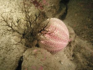sea cucumber and urchin