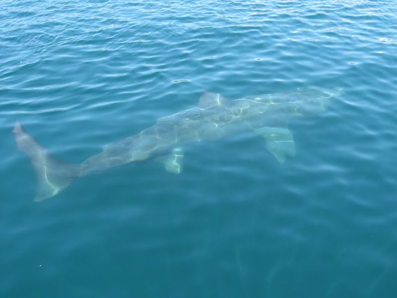 basking shark