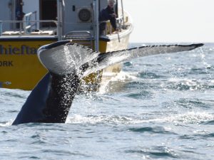 humpback tail