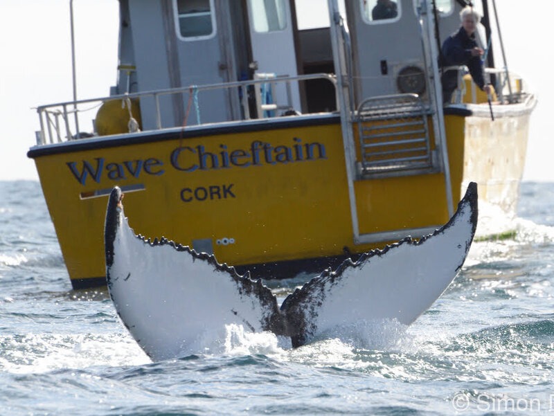 humpback tail