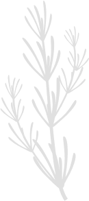 seaweed icon