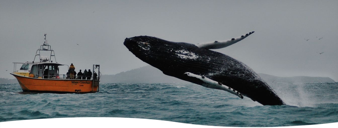 jumping humpback whale