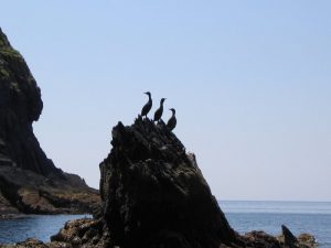 cormorans on a Rock