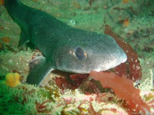 Dogfish