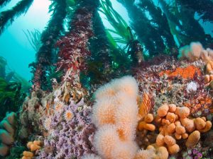 Fastnet underwater