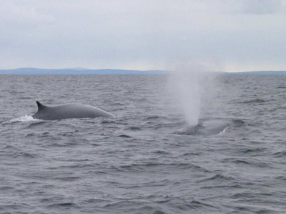 Fin Whale