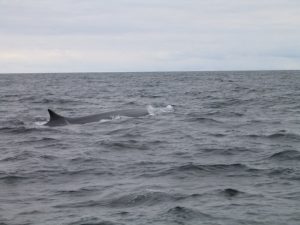Fin Whale in the ocean off cork coast