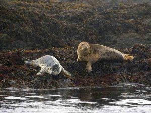 seals in cork