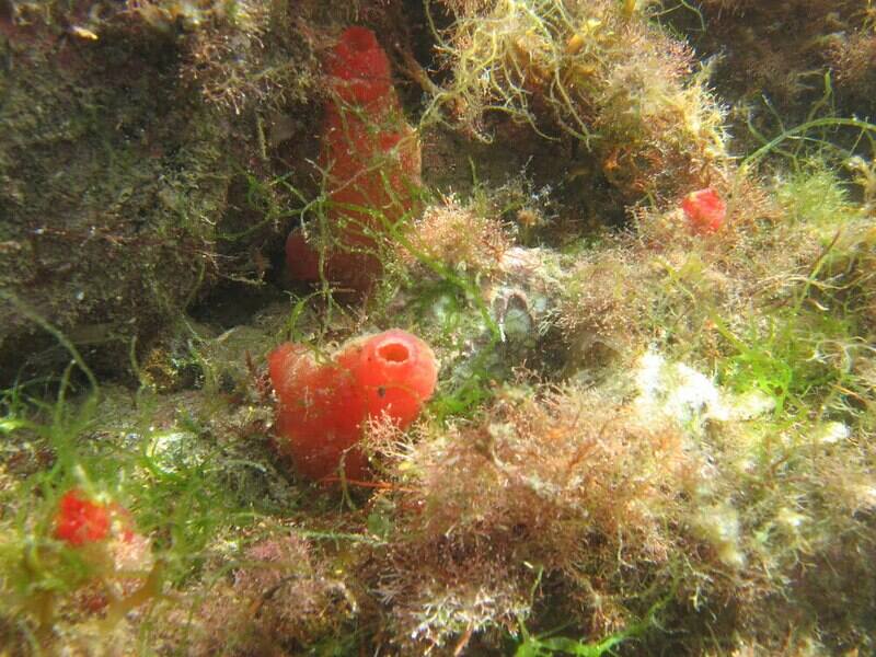 Red sea squirt