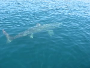 Basking shark in the ocean