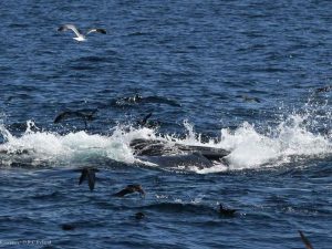 feeding frenzy