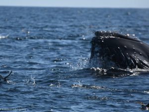 feeding humpback whale