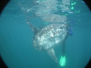 molamola