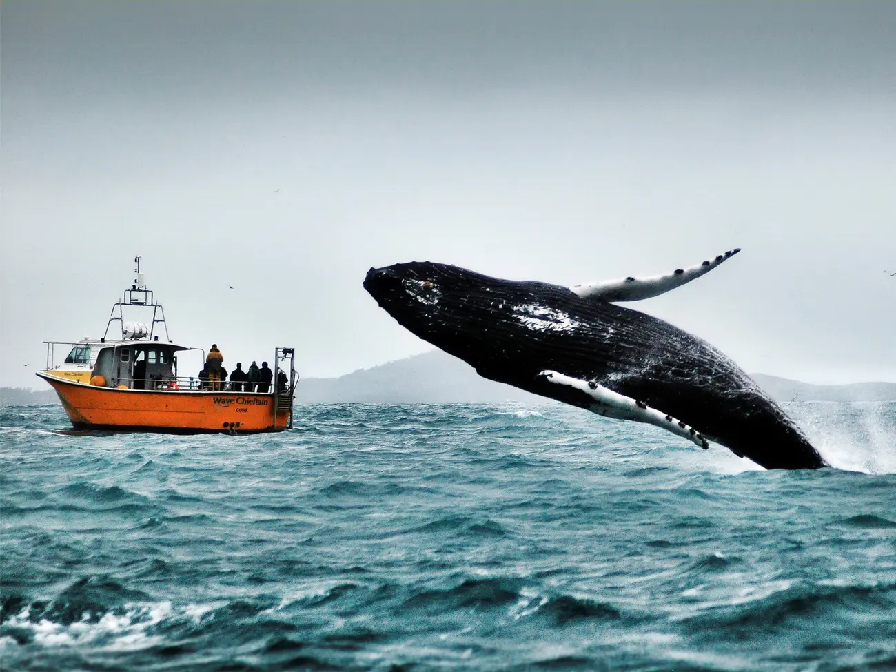 Humpback Whale