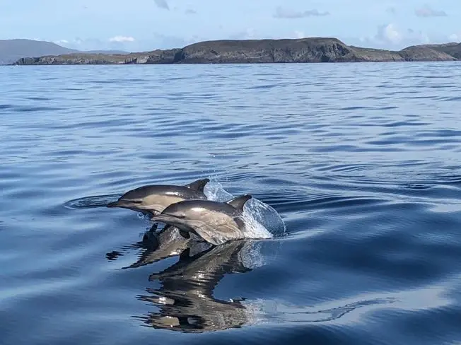 dolphin